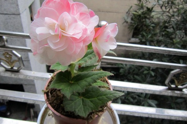 球根海棠的扦插方法,对切口涂抹生根粉再插入土壤中