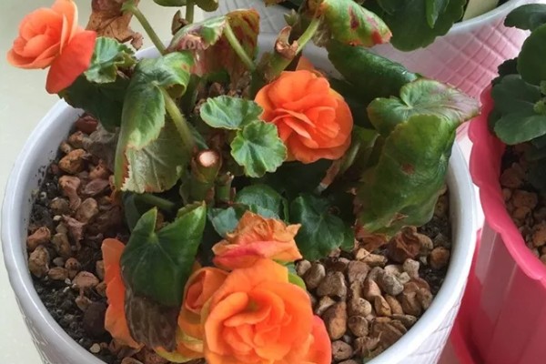 球根海棠的扦插方法,对切口涂抹生根粉再插入土壤中