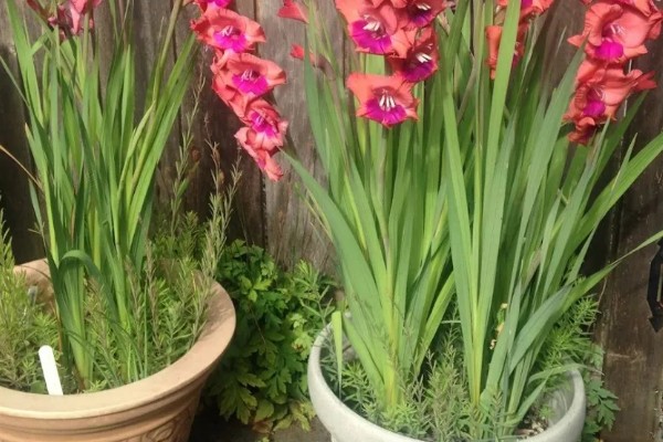 剑兰如何养殖，要每隔4-5天浇一次水