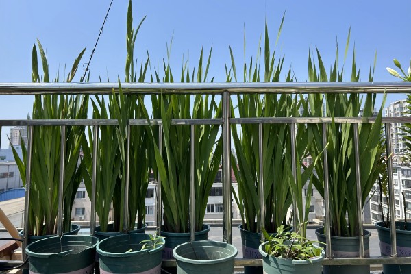 剑兰如何养殖，要每隔4-5天浇一次水