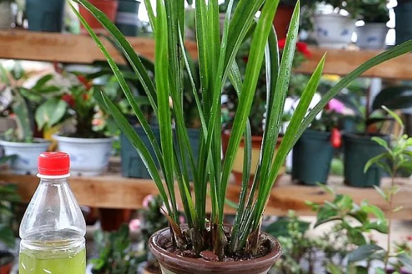 剑兰如何养殖，要每隔4-5天浇一次水