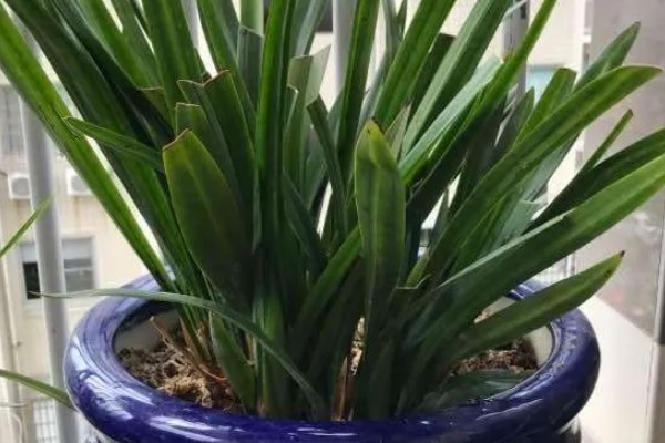 剑兰如何养殖，要每隔4-5天浇一次水