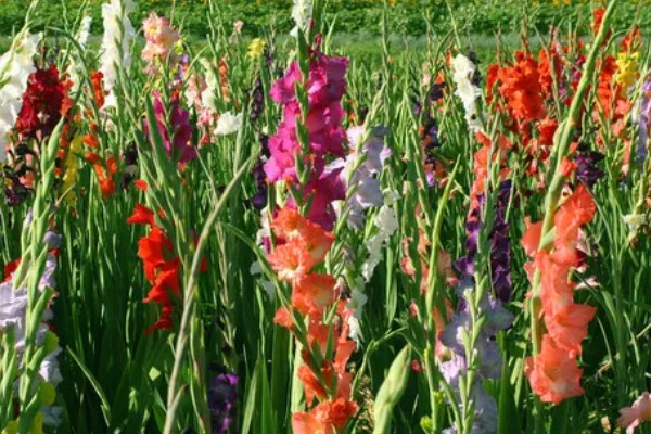 剑兰如何养殖，要每隔4-5天浇一次水