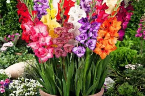 剑兰如何养殖，要每隔4-5天浇一次水