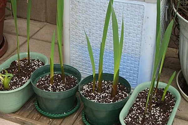 剑兰如何养殖，要每隔4-5天浇一次水