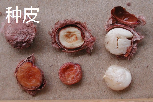 种皮和果皮的区别，来源、结构、位置都不同