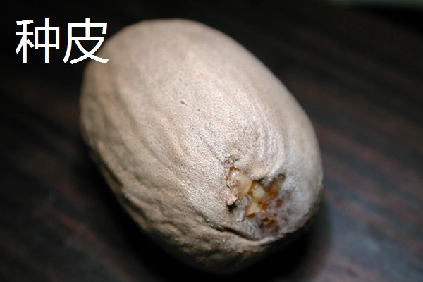 种皮和果皮的区别，来源、结构、位置都不同