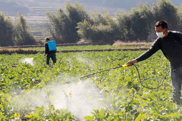 2甲4氯钠除草剂有什么作用,可以防治双子叶杂草
