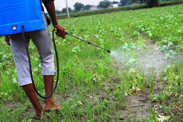 2甲4氯钠除草剂有什么作用,可以防治双子叶杂草