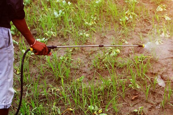 2甲4氯钠除草剂有什么作用,可以防治双子叶杂草
