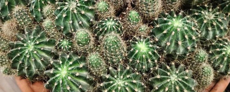 仙人球怕不怕冻，仙人球怕冻