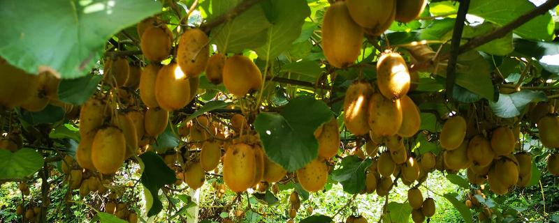 瓜果香是哪个季节，是指秋季