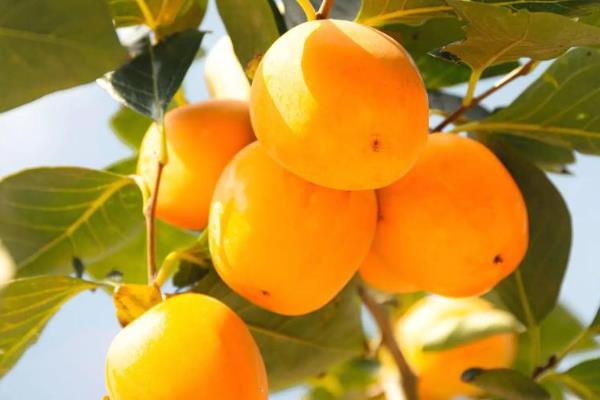 瓜果香是哪个季节，是指秋季