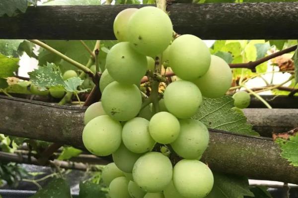 瓜果香是哪个季节，是指秋季