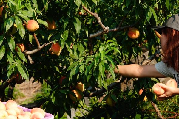 瓜果香是哪个季节，是指秋季