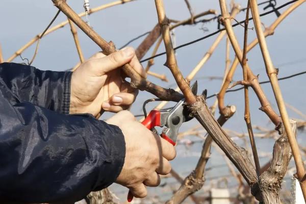 瓜果香是哪个季节，是指秋季