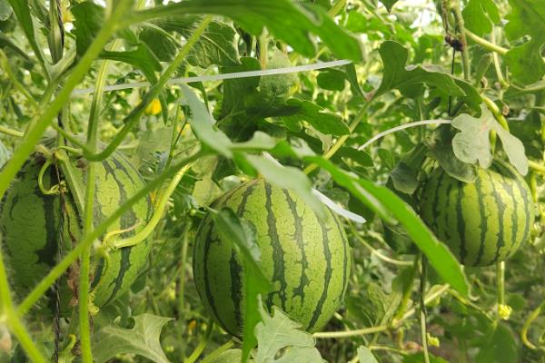 瓜果香是哪个季节，是指秋季