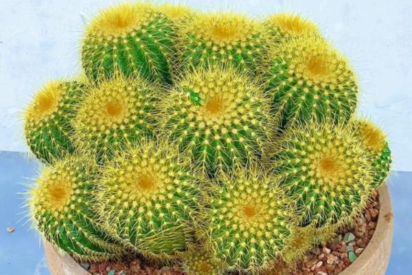 仙人球怕不怕冻，仙人球怕冻