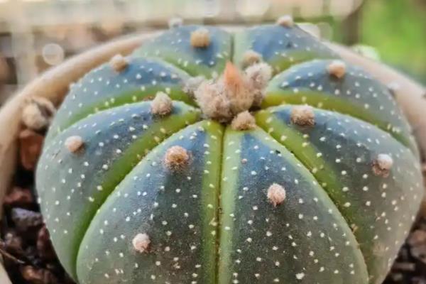 仙人球怕不怕冻，仙人球怕冻