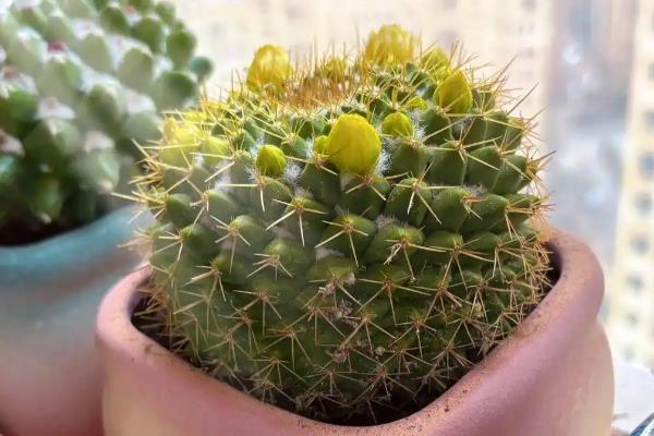 仙人球怕不怕冻，仙人球怕冻