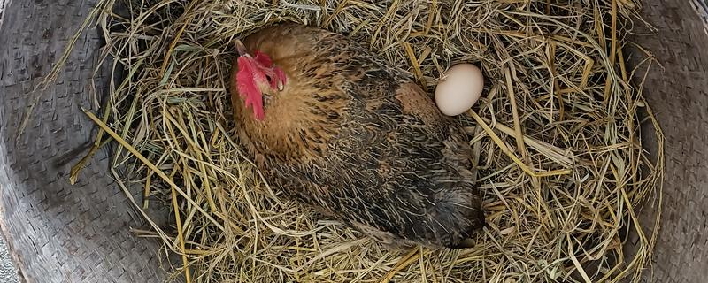 母鸡初次下蛋前有什么征兆,会不断低叫