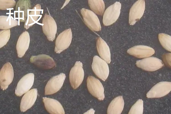 种皮和果皮的区别，来源、结构、位置都不同