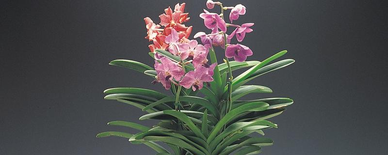 百合花的养殖方法，低于五度时就要采取保温措施