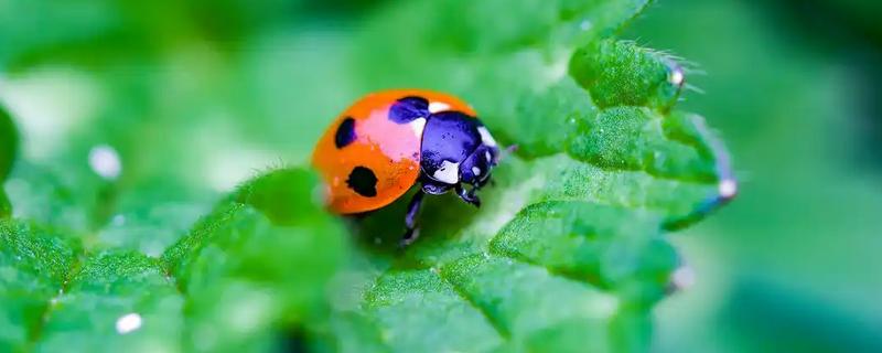 七星瓢虫的生活习性，在干燥、温暖的枯枝阔叶下越冬