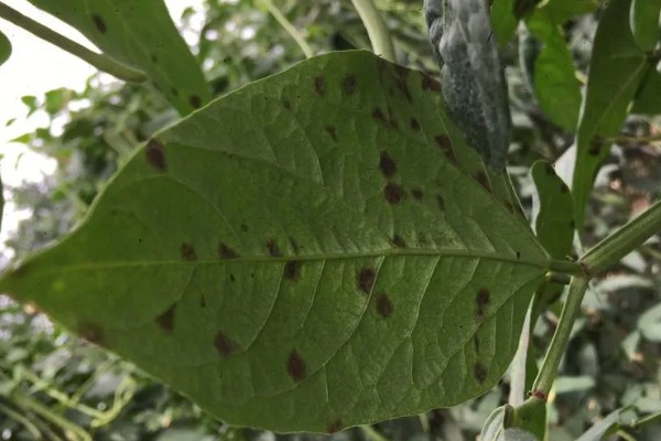 豆角叶霉病怎么防治，喷施多菌灵等药物