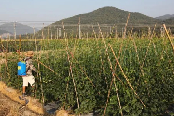 豆角叶霉病怎么防治，喷施多菌灵等药物
