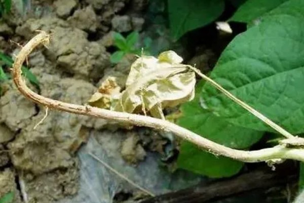 豆角叶霉病怎么防治，喷施多菌灵等药物