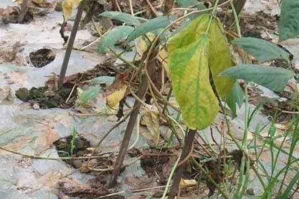 豆角叶霉病怎么防治，喷施多菌灵等药物