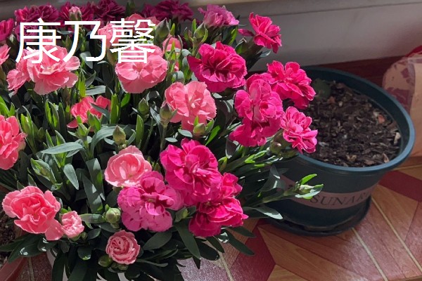 看望病人赠送哪些花卉，可选择郁金香、马蹄莲等品种