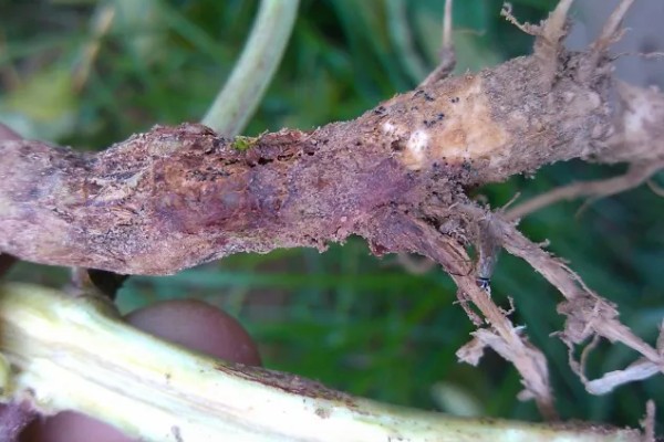 豆角叶霉病怎么防治，喷施多菌灵等药物