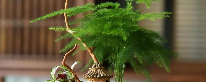 文竹的象征精神,代表永恒不变、文雅潇洒等含义