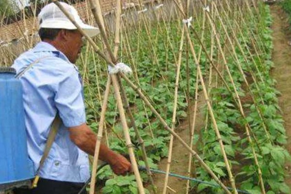 豆角叶霉病怎么防治，喷施多菌灵等药物