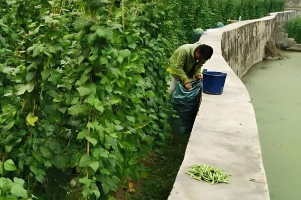豆角叶霉病怎么防治，喷施多菌灵等药物