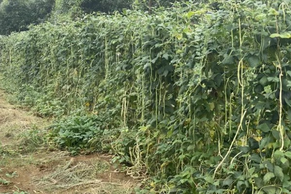 豆角叶霉病怎么防治，喷施多菌灵等药物