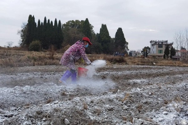 豆角叶霉病怎么防治，喷施多菌灵等药物