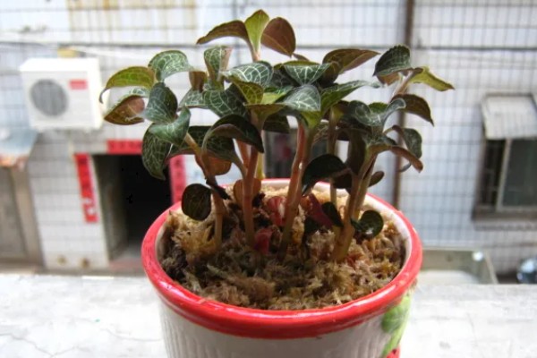 金线莲的种植环境要求,喜阴凉、潮湿的环境
