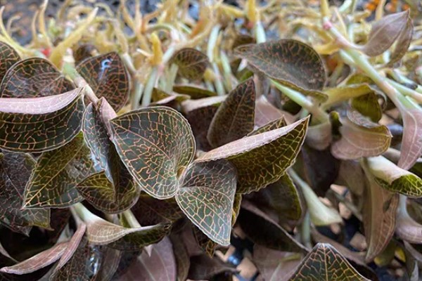 金线莲的种植环境要求,喜阴凉、潮湿的环境