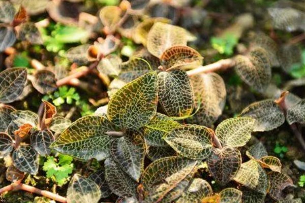 金线莲的种植环境要求,喜阴凉、潮湿的环境