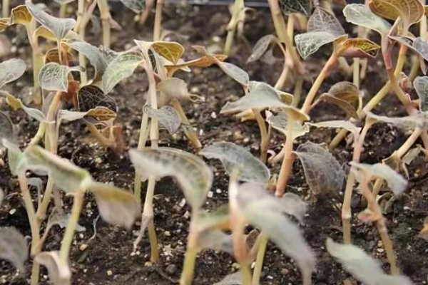 金线莲的种植环境要求,喜阴凉、潮湿的环境