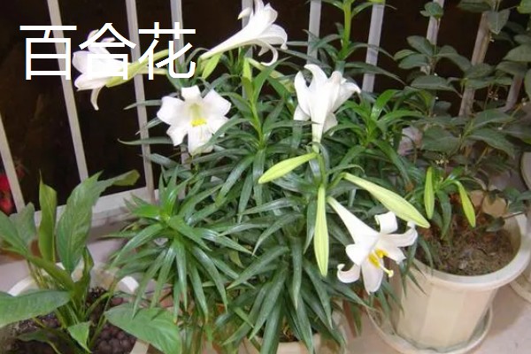 看望病人赠送哪些花卉，可选择郁金香、马蹄莲等品种
