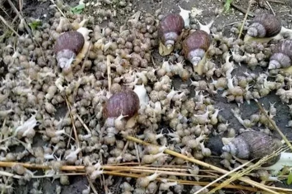 如何促使蜗牛交配产卵，需增加光照强度