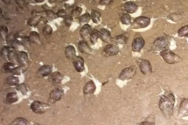 如何促使蜗牛交配产卵，需增加光照强度