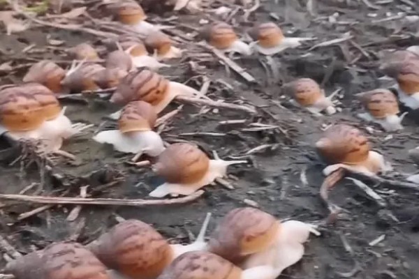 如何促使蜗牛交配产卵，需增加光照强度