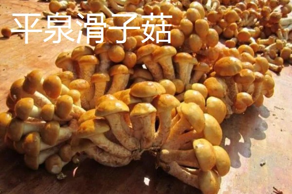 河北省平泉市的特产，平泉滑子菇远销海外