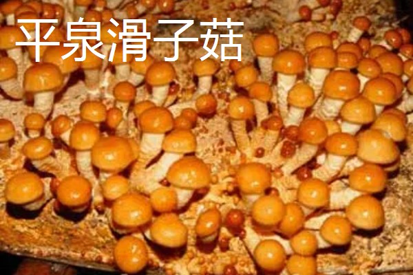 河北省平泉市的特产，平泉滑子菇远销海外