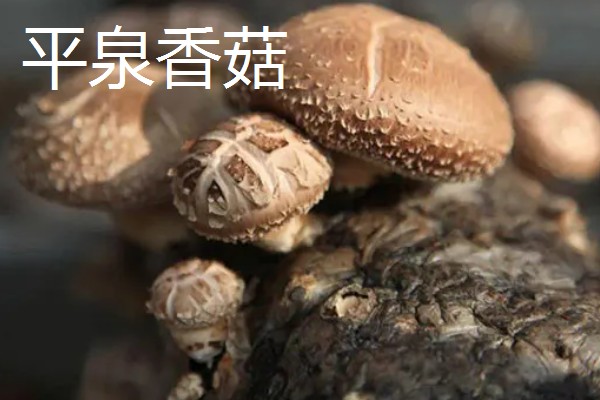 河北省平泉市的特产，平泉滑子菇远销海外